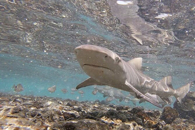 Sal Island: Shark Bay Shark Watching Experience from Santa Maria - Shore viewing or wading into the water