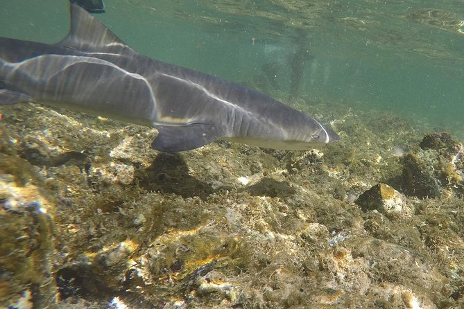 Sal Island: Shark Bay Shark Watching Experience from Santa Maria - What the shark time is really like
