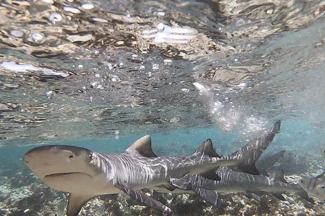 Sal Island: Shark Bay Shark Watching Experience from Santa Maria - Guides who add more than a transfer