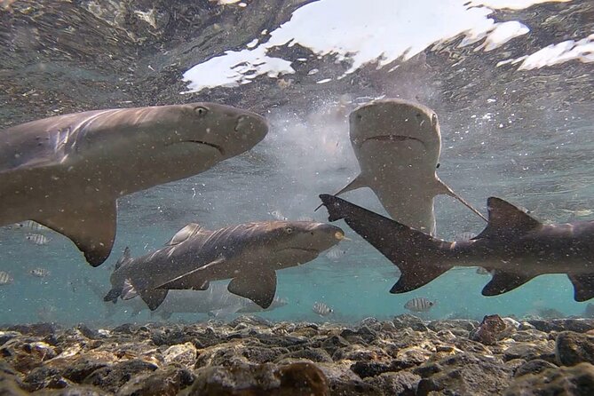Sal Island: Shark Bay Shark Watching Experience from Santa Maria - Weather, tide, and natural conditions