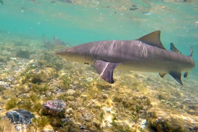Sal Island: Shark Bay Shark Watching Experience from Santa Maria - What to bring for a comfortable visit