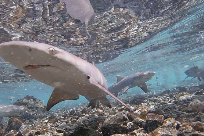 Sal Island: Shark Bay Shark Watching Experience from Santa Maria - Meeting the lemon sharks in their natural nursery