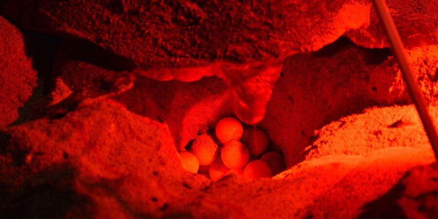 Sal Island: Turtle Watching Experience - Key points to know before booking