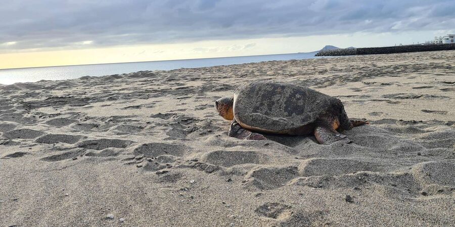 Sal Island: Turtle Watching Experience - Serra Negra and Sal’s wilder coast