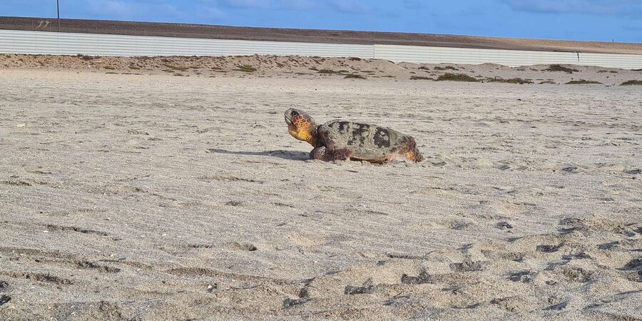 Sal Island: Turtle Watching Experience - Simple preparation that makes a difference