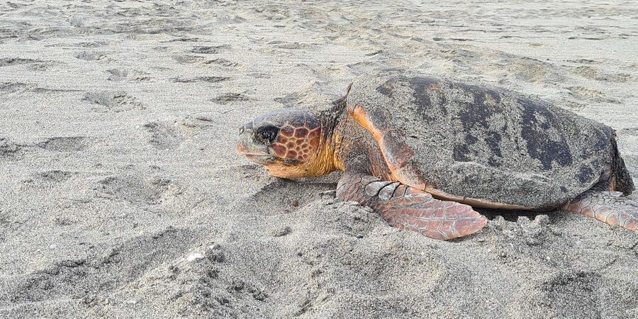 Sal Island: Turtle Watching Experience - From Santa Maria to the protected beaches