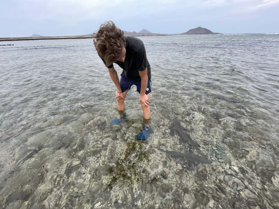 Sal: Lemon Shark Bay and Pedra de Lume Salt Lakes Tour - What the shark encounter is really worth