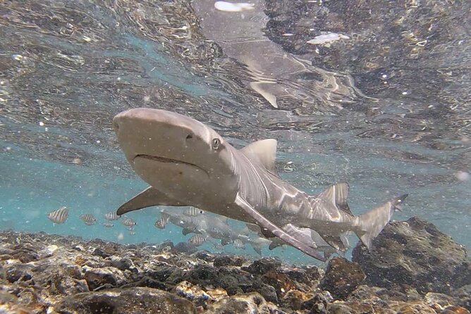 Sal Private Tour: All inclusive Salt Lake, Blue eye and Shark Bay - Why this half-day route works on Sal