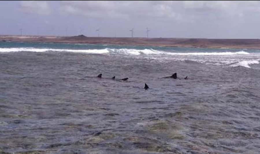 Sal Rei, Santa Monica Beach, Caves, Dunes & Shipwreck Tour - The Viana Desert shows Boa Vista’s Sahara connection