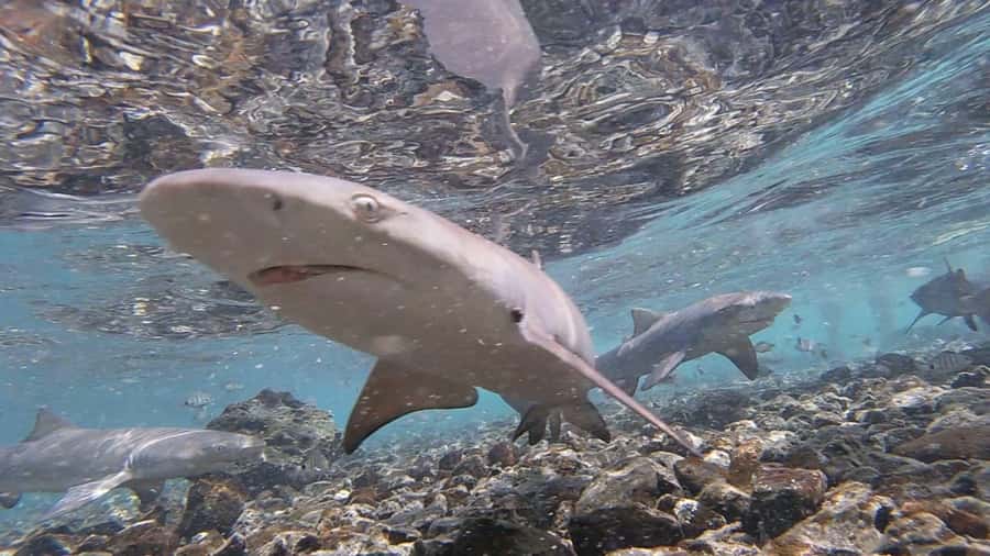 Sal: Salt Lake Tour, Shark Bay and Pedra de Lume Village - Guides make the compact itinerary work