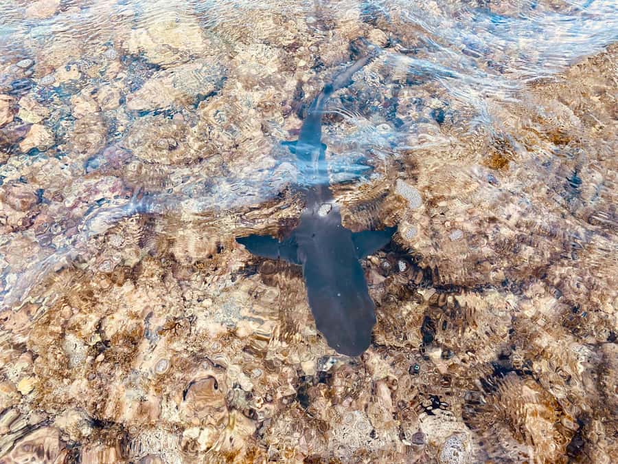 Sal: Salt Lake Tour, Shark Bay and Pedra de Lume Village - A few practical tips for a better afternoon