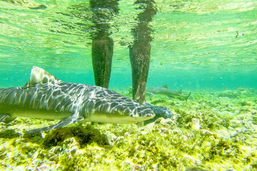 Sal: Small Group Island Tour & Lunch with a Local Family - Why this Sal tour feels different
