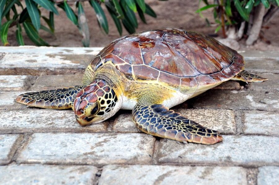 Sal: Turtle Nesting with professional local guide - Meeting Sal’s turtles after dark