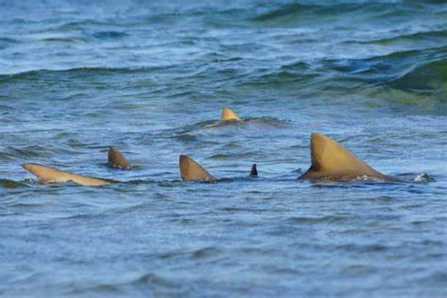 Salt Pans & Lemon Sharks Experience - Should you book the Salt Pans and Lemon Sharks Experience?