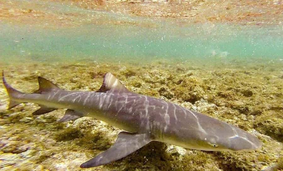 Salt Pans & Lemon Sharks Experience - Why Sal’s lemon sharks come so close to shore