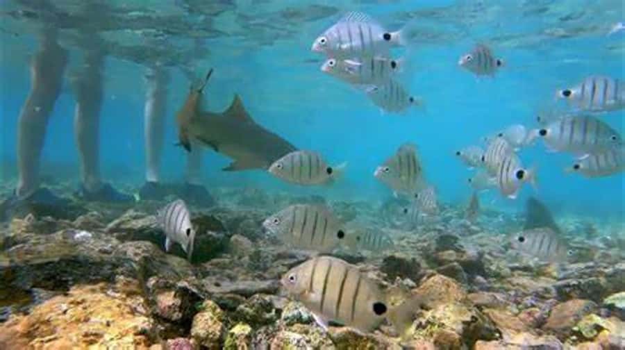 Salt Pans & Lemon Sharks Experience - How the three-hour schedule works