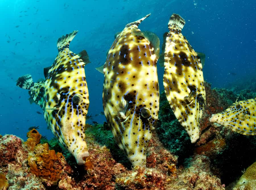 Santa Maria: Guided Snorkeling and Reef Tour - Why the reefs near Santa Maria are worth your morning