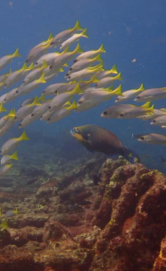 Santa Maria: Guided Snorkeling and Reef Tour - The Zodiac boat ride is part of the experience