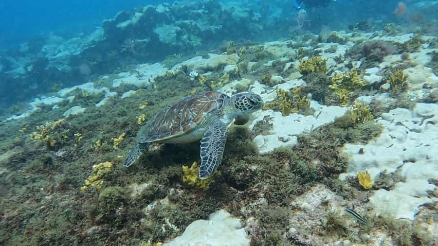 Santa Maria: Guided Snorkeling and Reef Tour - What you may see above the reef