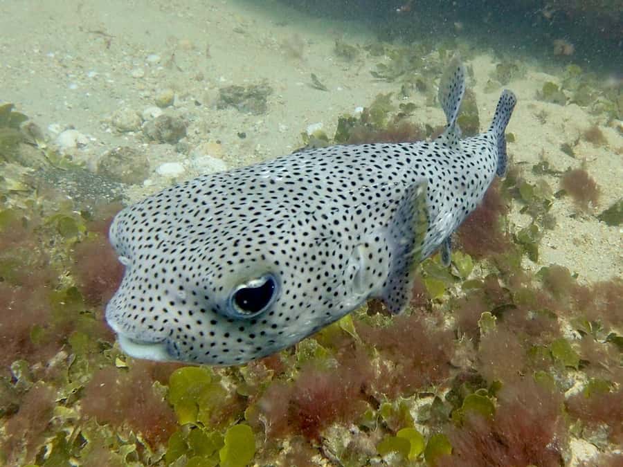 Santa Maria: Guided Snorkeling and Reef Tour - How difficult is the snorkeling?