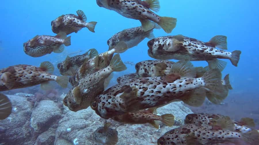 Santa Maria: Guided Snorkeling and Reef Tour - The guides make the biggest practical difference