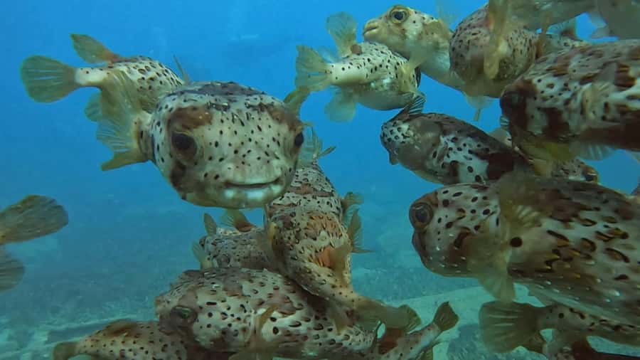 Santa Maria: Guided Snorkeling and Reef Tour - Is $44 good value?