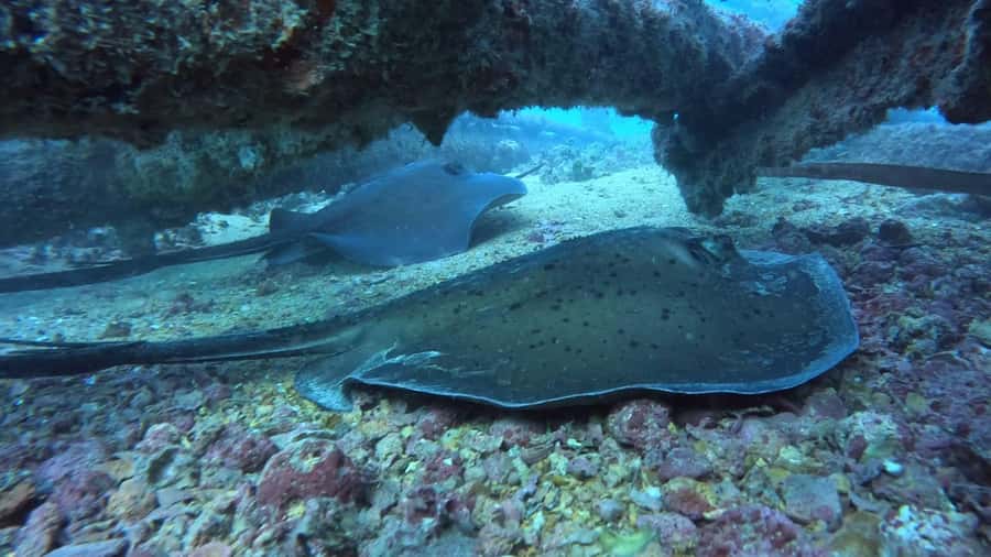 Santa Maria: Guided Snorkeling and Reef Tour - Who should book this Santa Maria snorkeling trip?