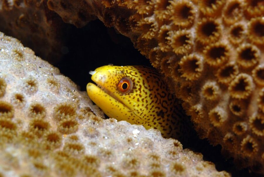 Santa Maria: Half-Day Diving Trip in Sal with Pickup - How the group and guide setup works