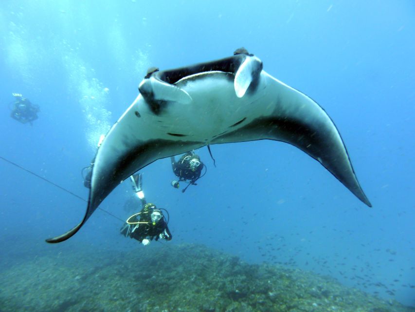 Santa Maria: Half-Day Diving Trip in Sal with Pickup - What to bring and how to prepare