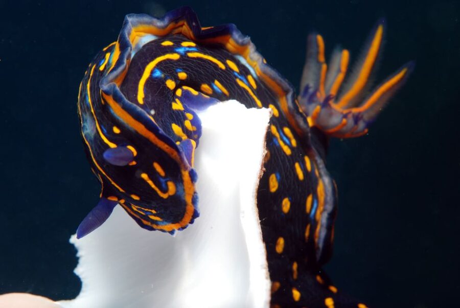 Santa Maria: Half-Day Diving Trip in Sal with Pickup - An early start with a clear finish