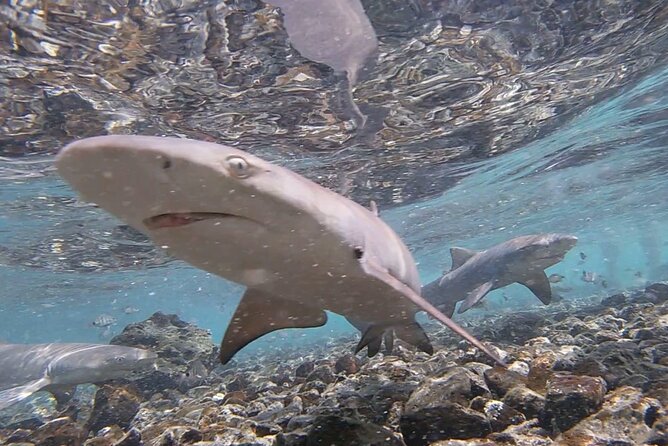Santa Maria, Sal: All inclusive Salt Lake, Blue Eye and Shark Bay - How the guide and vehicle shape the day