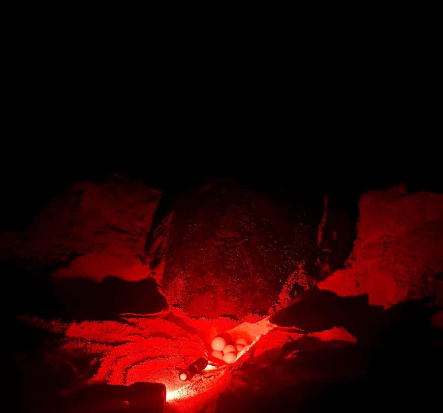Santa Maria: Sal Island Sea Turtle Watching Experience - Key points to know before booking