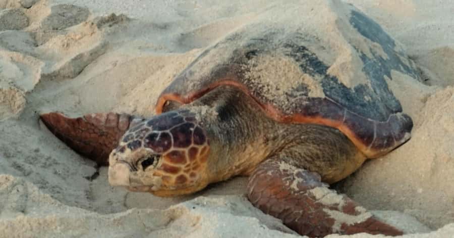 Santa Maria: Sal Island Sea Turtle Watching Experience - Why Sal is a special place for turtle nesting