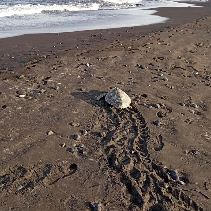 Santa Maria: Sal Island Sea Turtle Watching Experience - A short guided introduction in Santa Maria
