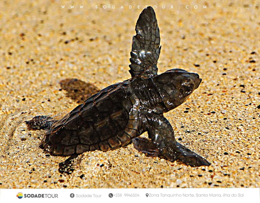 Santa Maria: Sal Island Sea Turtle Watching Experience - The evening pickup from Santa Maria