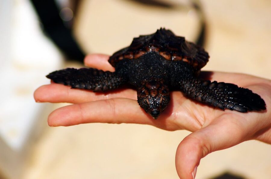 Santa Maria: Sea Turtle Watching Experience on Sal Island - Why Sal’s night turtles matter