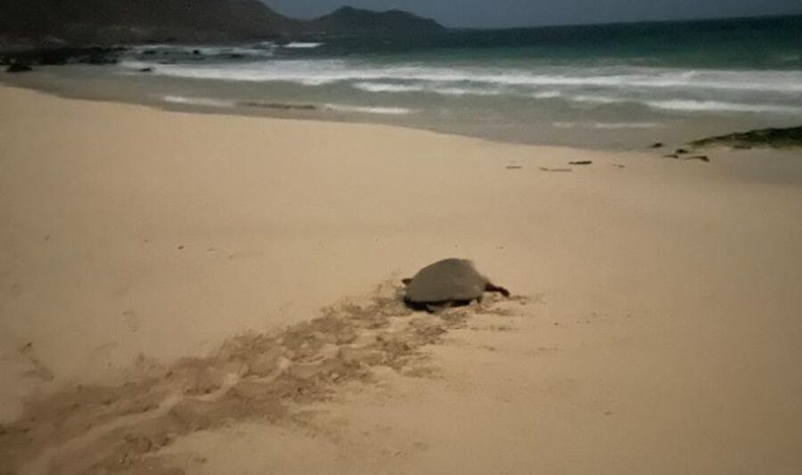 Santa Maria: Sea Turtle Watching Experience on Sal Island - Booking and cancellation details
