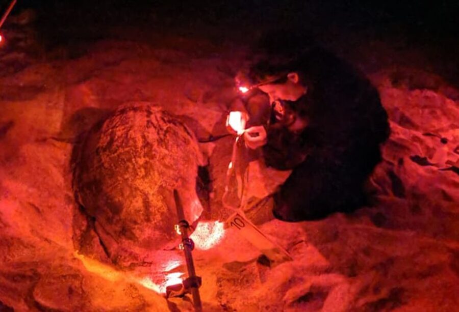 Santa Maria: Sea Turtle Watching Experience on Sal Island - From Santa Maria to a deserted beach
