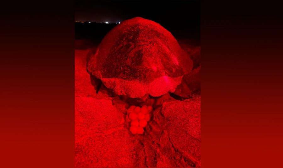 Santa Maria: Sea Turtle Watching Experience on Sal Island - Seeing the turtle come ashore