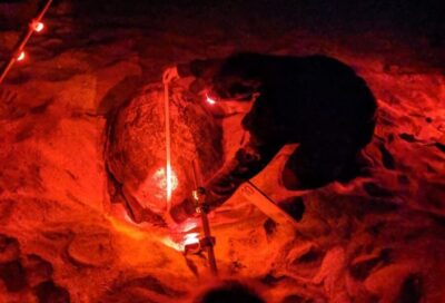 Sea Turtle Watching Experience on Sal Island