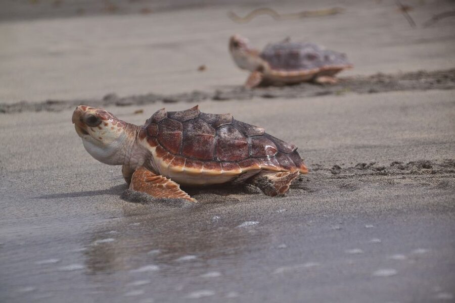 Santa Maria: Sea Turtle Watching Experience on Sal Island - Who should book this night out