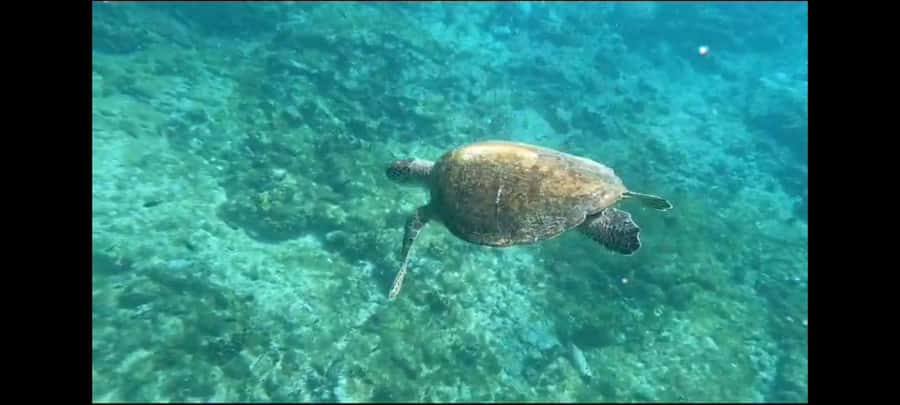 Santa Maria: Snorkeling Boat Tour - Fish, coral, and the underwater Christ statue
