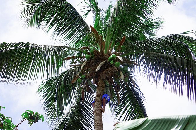 Santiago Island: Banana Plantation, Natural Park & Workshop with a local family - Walking beneath the bananas in Pedra Badejo
