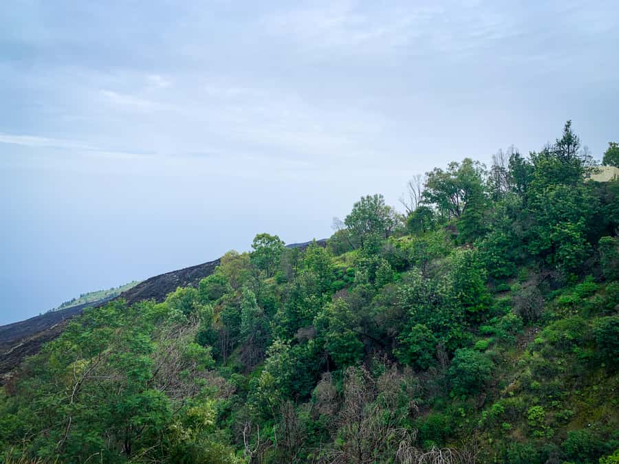 Sao Filipe: Coffee Plantation and Natural Pools Day Trip - Mosteiros, coffee, and the 1951 lava flows