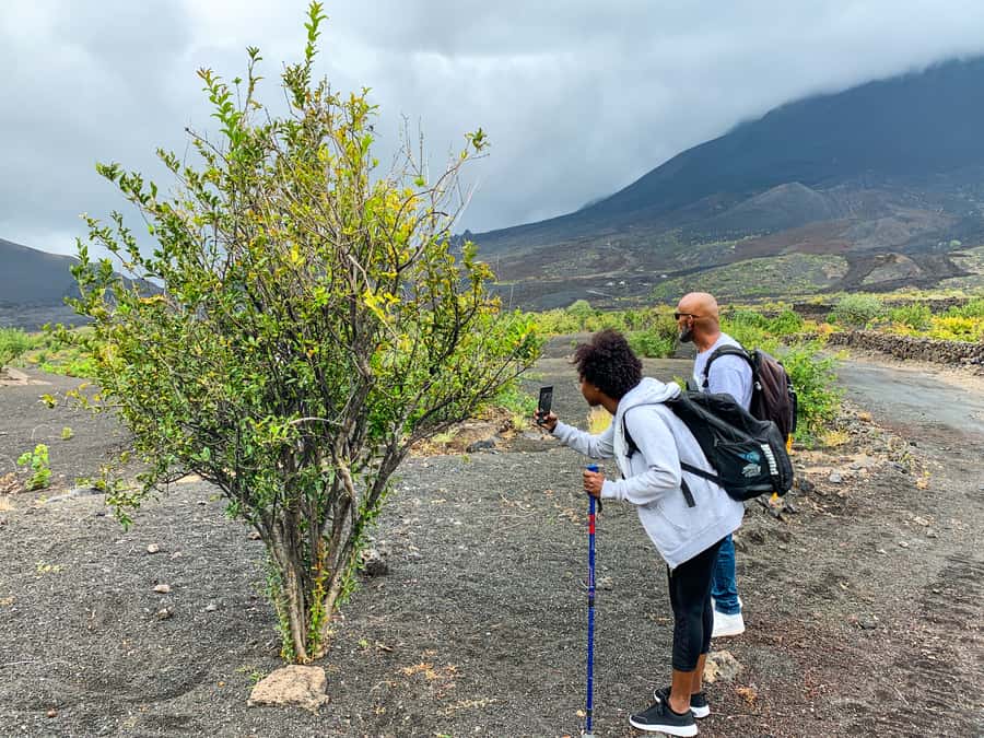 São Filipe: Fogo Volcano with Wine and Cheese Tasting - Fruit, farms, and volcanic soil