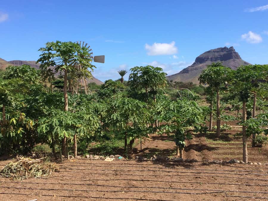 São Vicente: Half Day, Monte Verde and Villages - Monte Verde Gives You São Vicente at a Glance