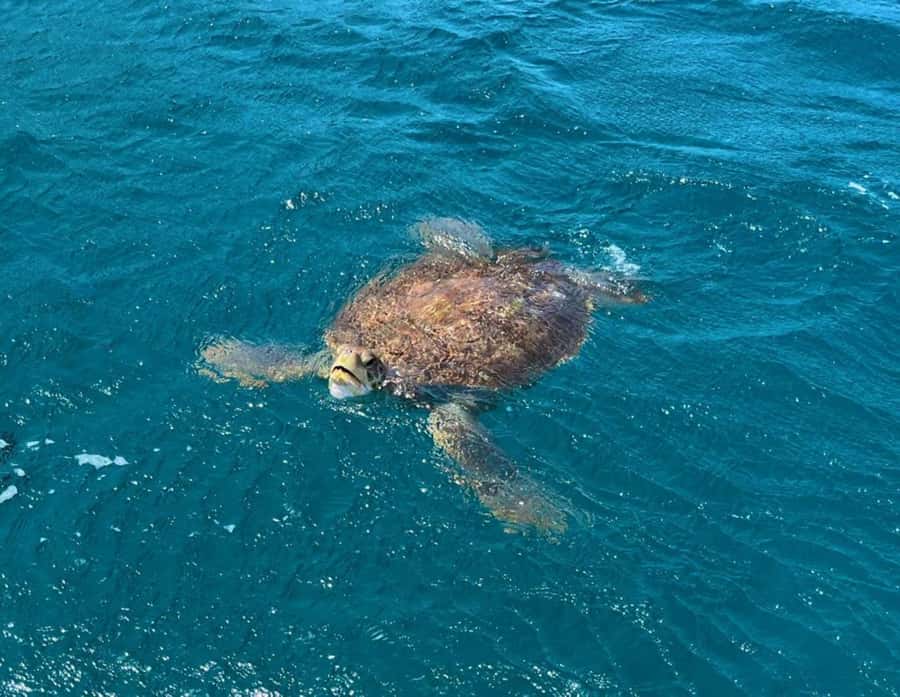 São Vicente: Snorkel with Sea Turtles Adventure - Key points before you book