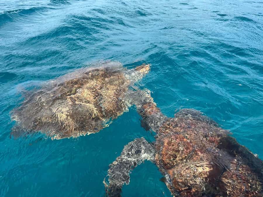 São Vicente: Snorkel with Sea Turtles Adventure - Getting comfortable with the equipment