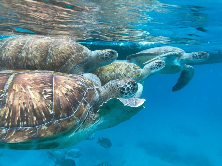 São Vicente: Snorkel with Sea Turtles Adventure - How the guides shape the experience