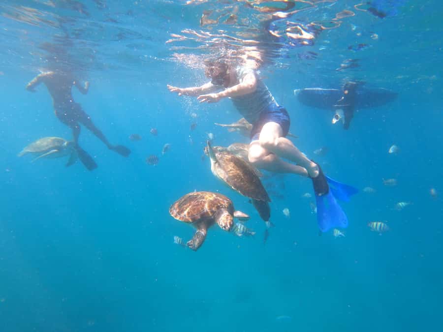 São Vicente: Snorkeling with Turtles Breathtaking Experience - Key points to know before you book
